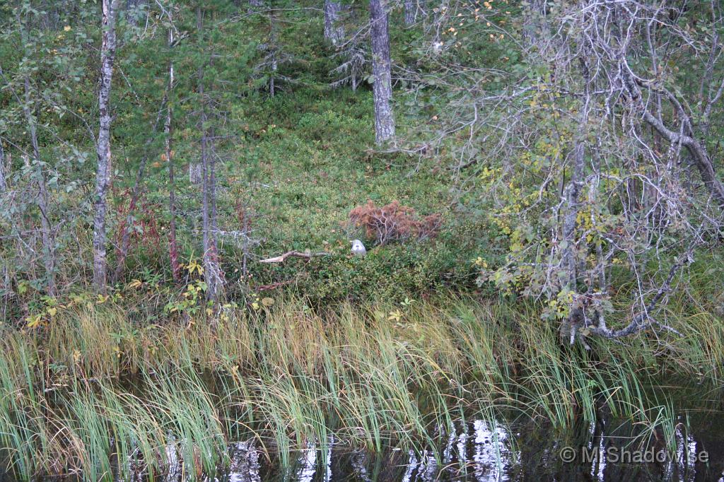 IMG_5567.JPG - Något konstigt där borta. Något som tittar tillbaka...