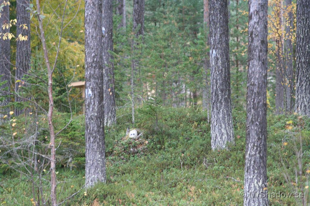 IMG_5570.JPG - Även några av träden har fått ögon.