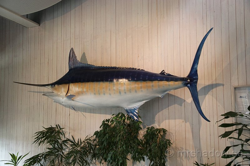 IMG_5328.JPG - En fisk, ingen lastbil ;-)  En svärdfisk på 391,2 kilo och 4,3 meter lång. Fångad utanför NyaZeeland av Johan Nordin från Ramsele.