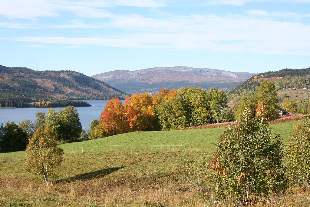 IMG_3995.JPG - De där asparna har jag fotat förrut också. Men det var ju ett skäl att åka, för att få se dem i höstfärger