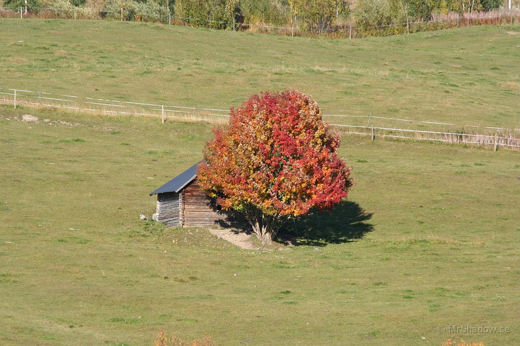 IMG_4050.JPG - Nu är vi nästan hemma igen. Bilden tagen i Bleckåsen. Kunde inte motstå att ta en bild på denna lada och  träd.