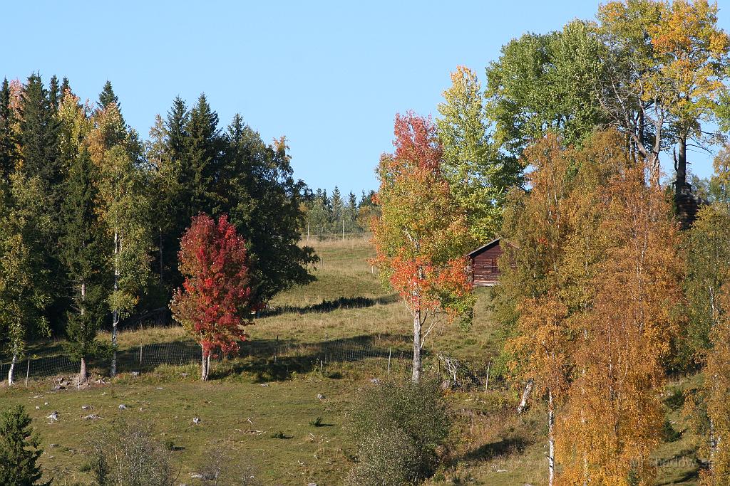 IMG_4052.JPG - Även denna bild visar hur vacker hösten kan vara. Också denna tagen i Bleckåsen, Alsen