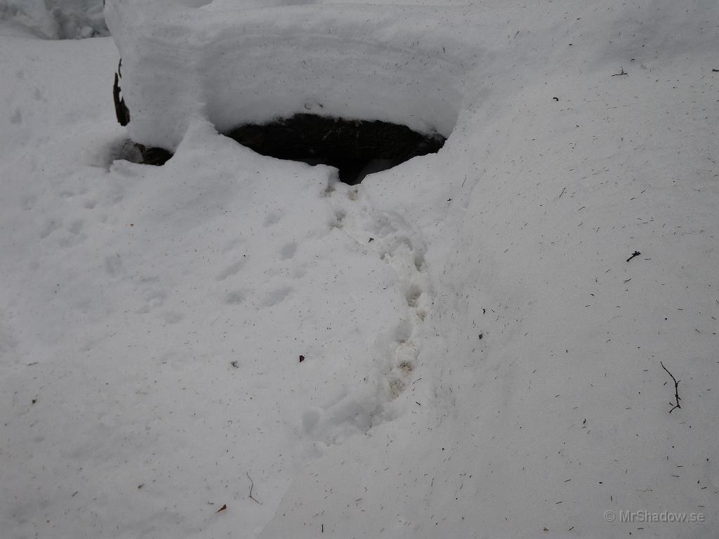 IMGP0276.JPG - Det ser ut som att någon kanske bor där under stocken. Vem det nu är så är han eller hon, skitig om tassarna