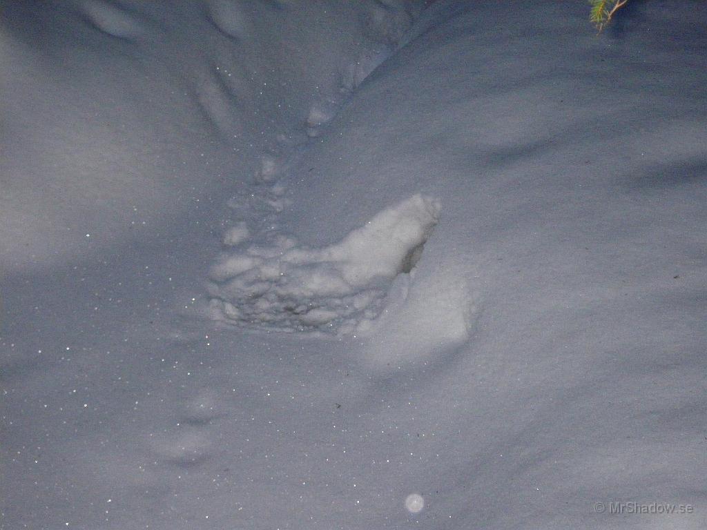 IMGP0298.JPG - Här är det någon som bor, kanske en mink eller nått sånt.