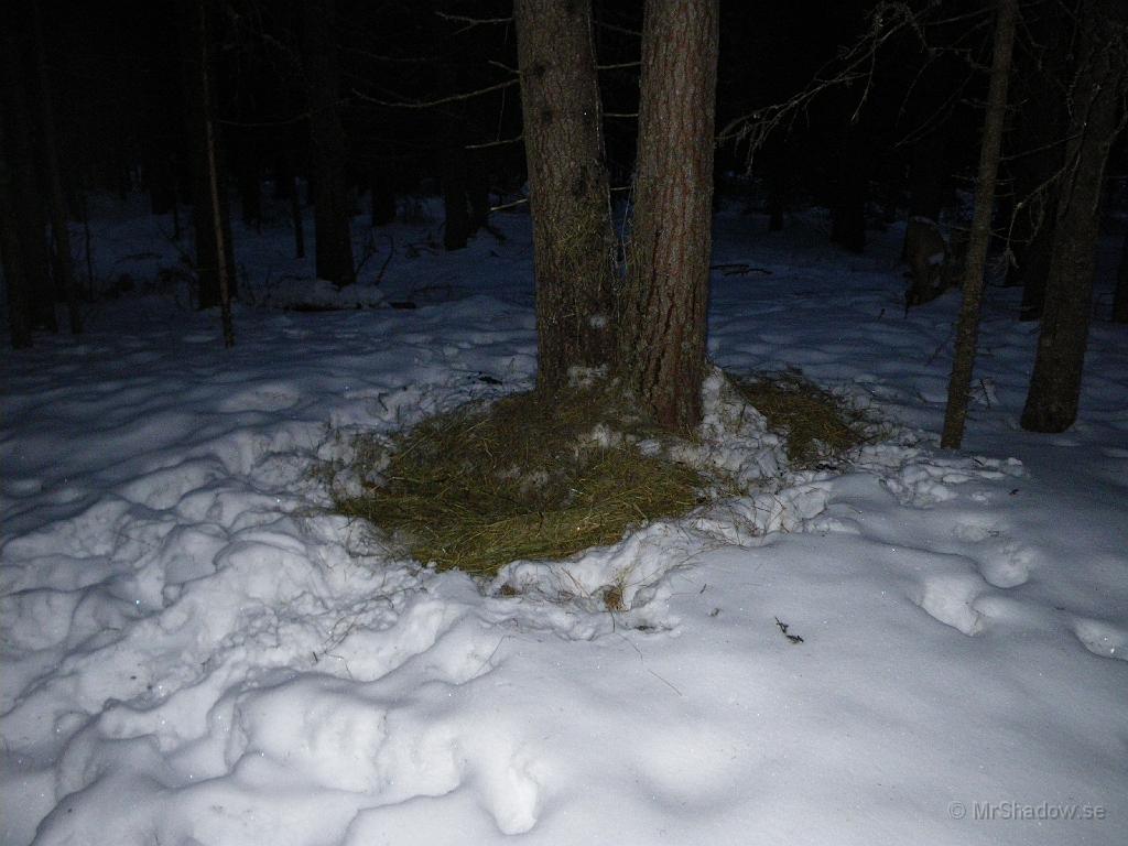 IMGP0300.JPG - Det är gott om hjort och nu syns det att de varit i farten. Hö har placerats ut på några ställen i skogen och tidigare har det inte synts någon påhälsning, men nu så har de varit på plats.