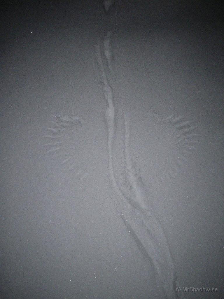 IMGP0307.JPG - 2009-01-29  Mystiska spår i snön.. Men det är nog bara startbanan för en skata