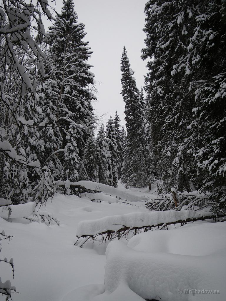 IMGP0382.JPG - Tog en liten promenad bort till ån på eftermiddan. Mycket snö är det och mer kommer ner...