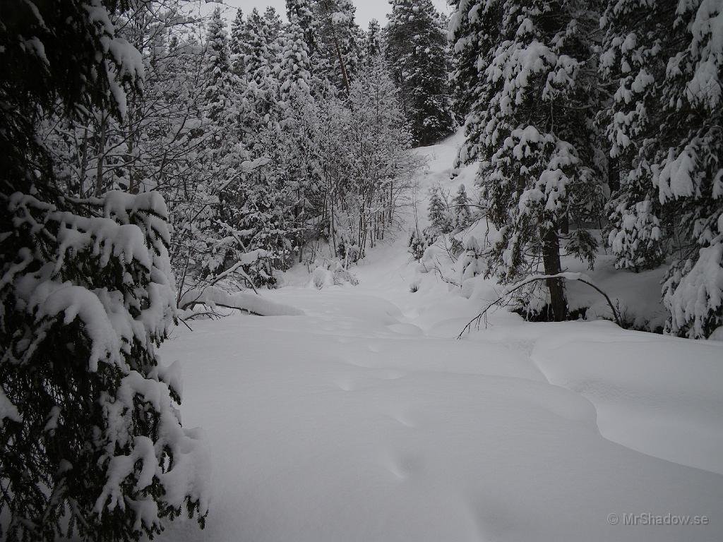 IMGP0383.JPG - Inga färska spår, men det kan vara en älg som gått mot "The Creek" under veckan