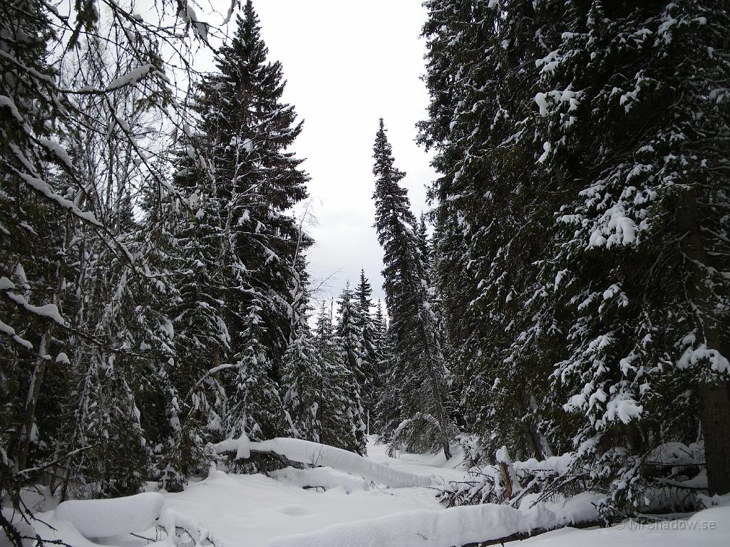 IMGP0409.JPG - 2009-02-13  Vid ån är det i det närmaste helt tyst. Kylan har nog gjort att det är minimal rörelse på vattnet. Inte mycket till spår från djur är det heller