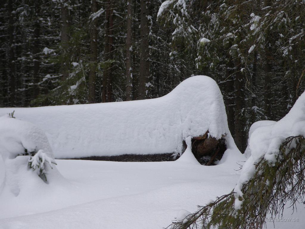 IMGP0410.JPG - Däremot är det riktigt gott om snö. På den liggande granen, så är det säkert 60-70 cm djup snö