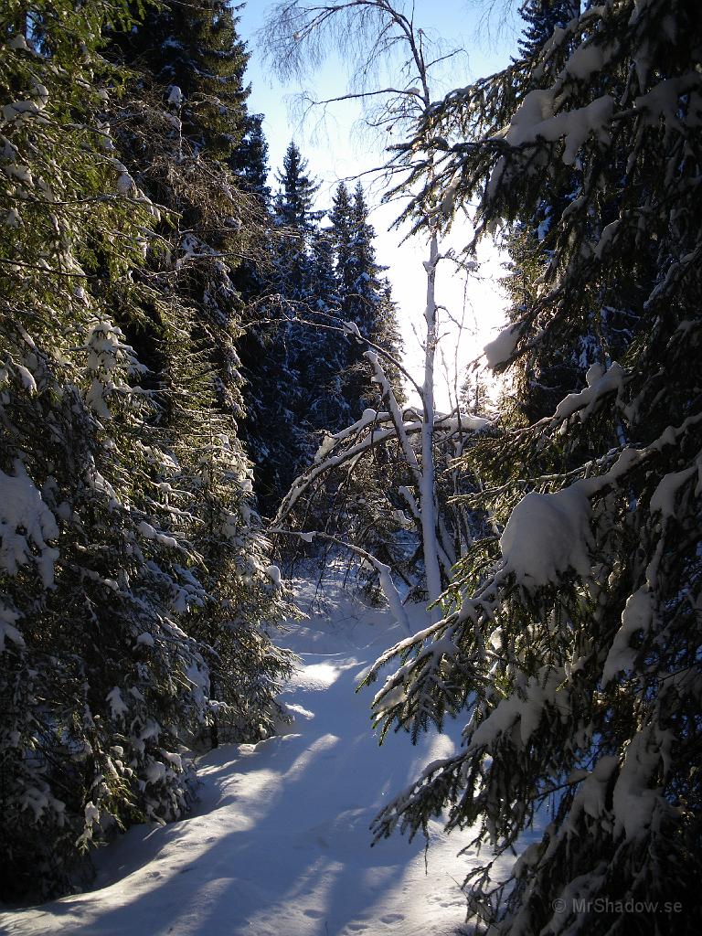 IMGP0433.jpg - Den här gläntan är i själva verket ett dike, men det är djupt begravt i snö nu..