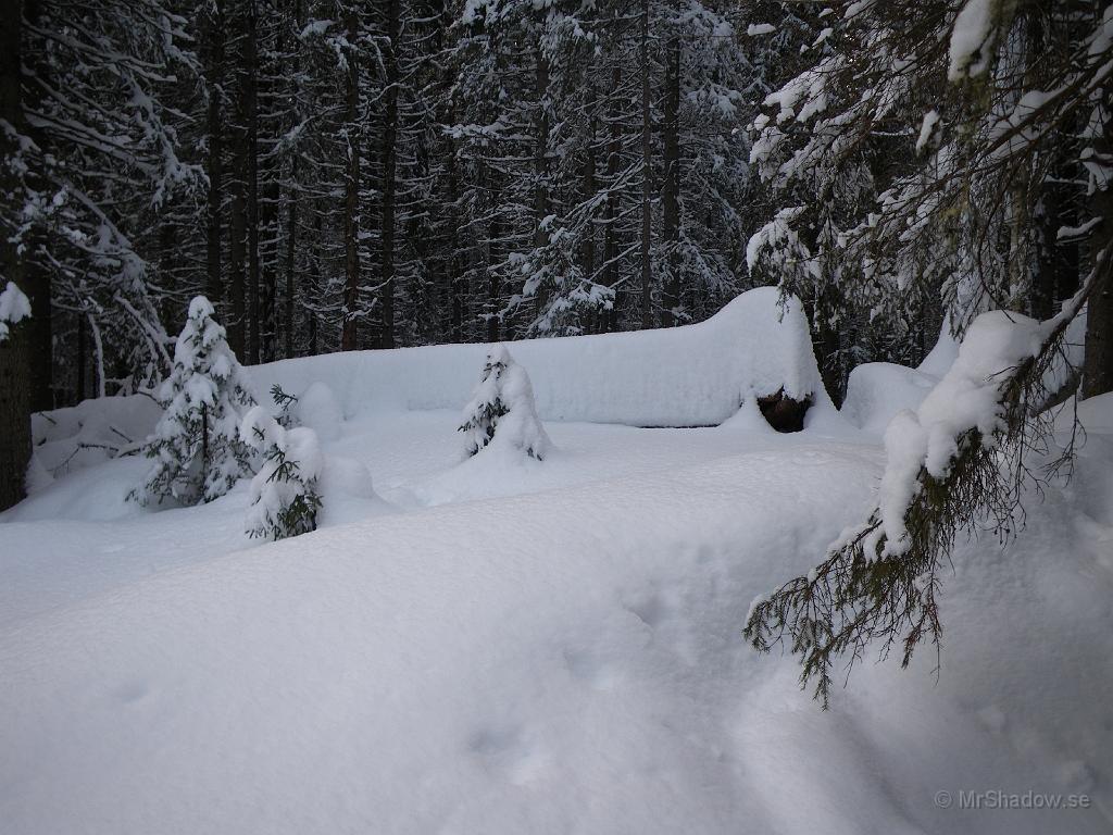 IMGP0445.JPG - 2009-02-19  Borta vid ån är det nästan orörd snö... Tog en bild här för en vecka sedan och det har kommit ner lite mer snö efter den dagen
