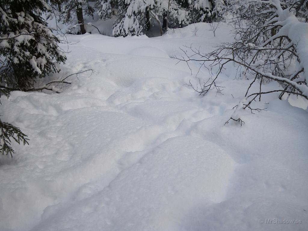 IMGP0446.JPG - Förutom mina gamla spår så är det nu något större fyrklövat som strövat fram, Hälge eller någon av hans polare kanske..