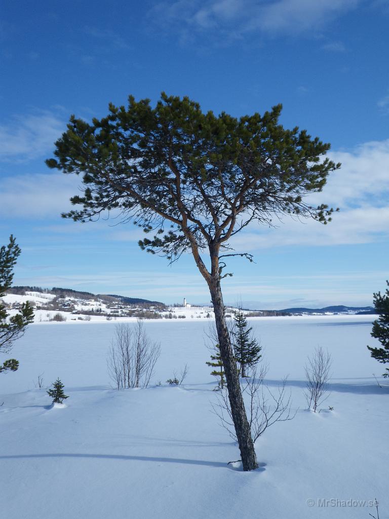 IMGP0544.JPG - Den tallen kan bli ännu finare när den blir stor