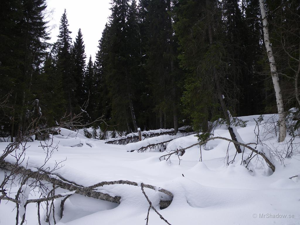 IMGP0550.JPG - Även om det varit lite vårväder några dagar, så ligger det fortfarande djup snö på ån.