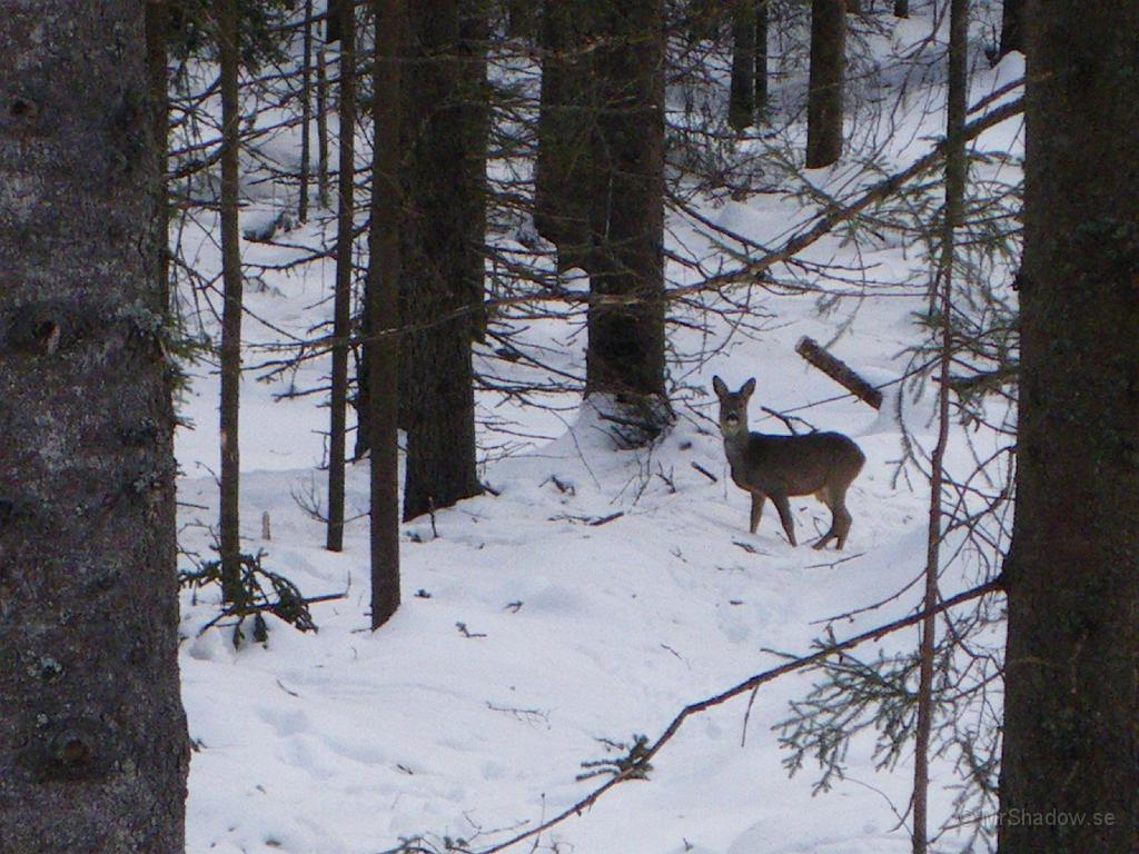 IMGP0557.JPG - Efter gallringen väster mot Slåtte gård så kan man konstatera att det är lättare att se naturen