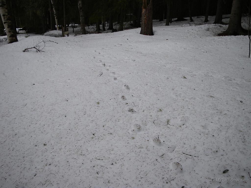 IMGP0638.JPG - Spår i snön, jo men de har ju varit länge..