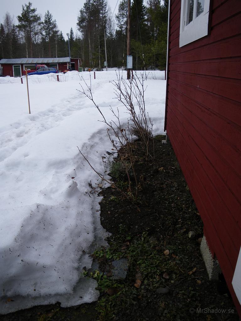 IMGP0656.JPG - Det märks stor skillnad på ett par dagar vid uthuset. Snödjupet är nu ungefär 50 cm och för en vecka sedan var det ca 80.