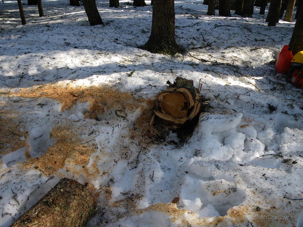 IMGP0701.JPG - 2009-04-11  Nu har "Slåttes hängande snödrivor" plockats bort.. En gran som inte var speciellt frisk och som låg över den gamla "basvägen"