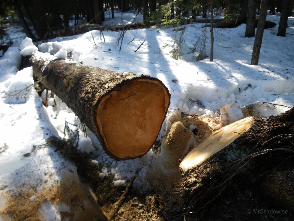 IMGP0705.JPG - Minst en halvmeter i rotänden och även om denna legat ett tag, så är vikten hööög. Rejält tung att hantera.