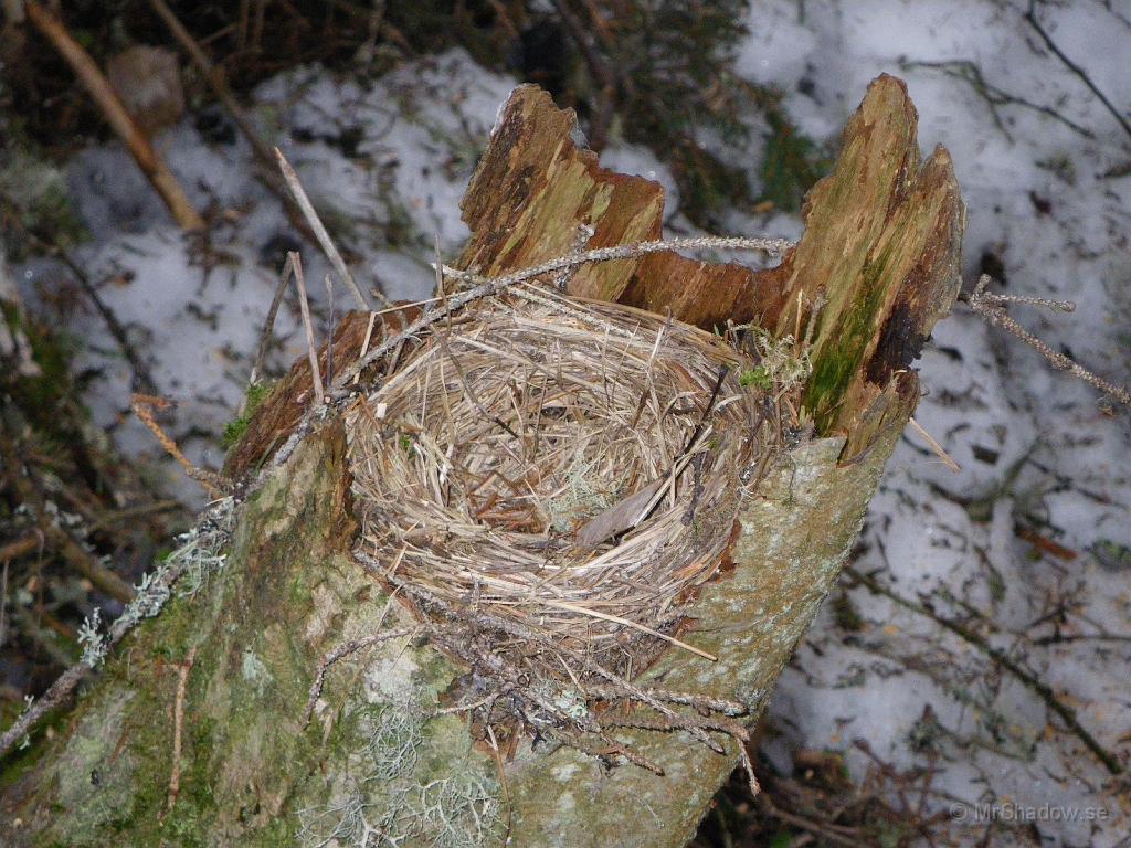 IMGP0707.JPG - Vid närmare beskådan så har det varit en boplatts förnågon liten fågel. Kanke det blir hyresgäster i detta fågelbo i år också