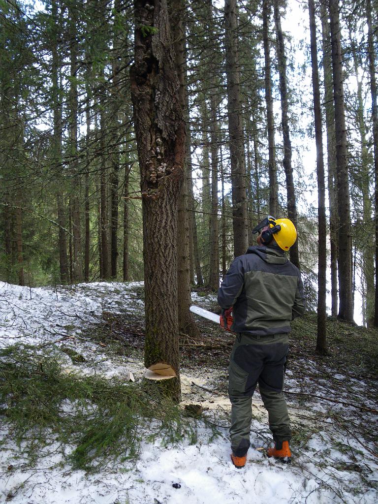 IMGP0709.JPG - Den där aspen var inte heller den riktigt frisk. Så bättre att plocka ner manuellt än automatras...