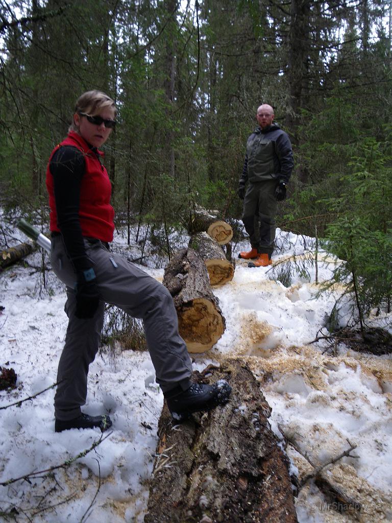 IMGP0712.JPG - E & M studerar den sjuka aspen. Fortfarande gott om energi i form av ved, men rackarns vad den började vara dålig.