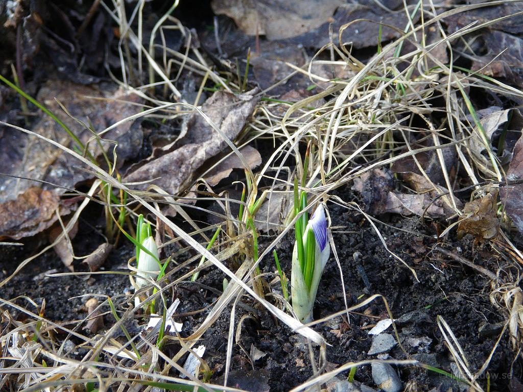 IMGP0715.JPG - NU är det vår i Slåtte. Första blomknopparna kommer upp straxt bredvid farstukvisten