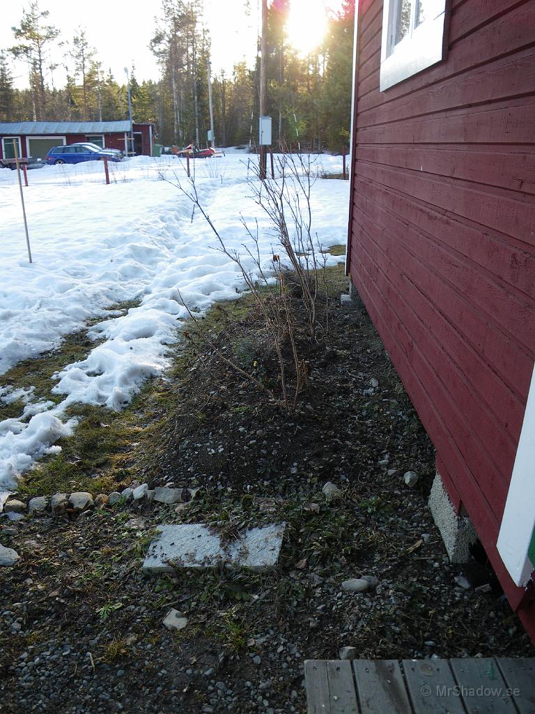 IMGP0716.JPG - Det är nog inte så långt borta med blommorna här heller..  Undrar om penseérna överlevt och hur lavendeln klarat vintern ??