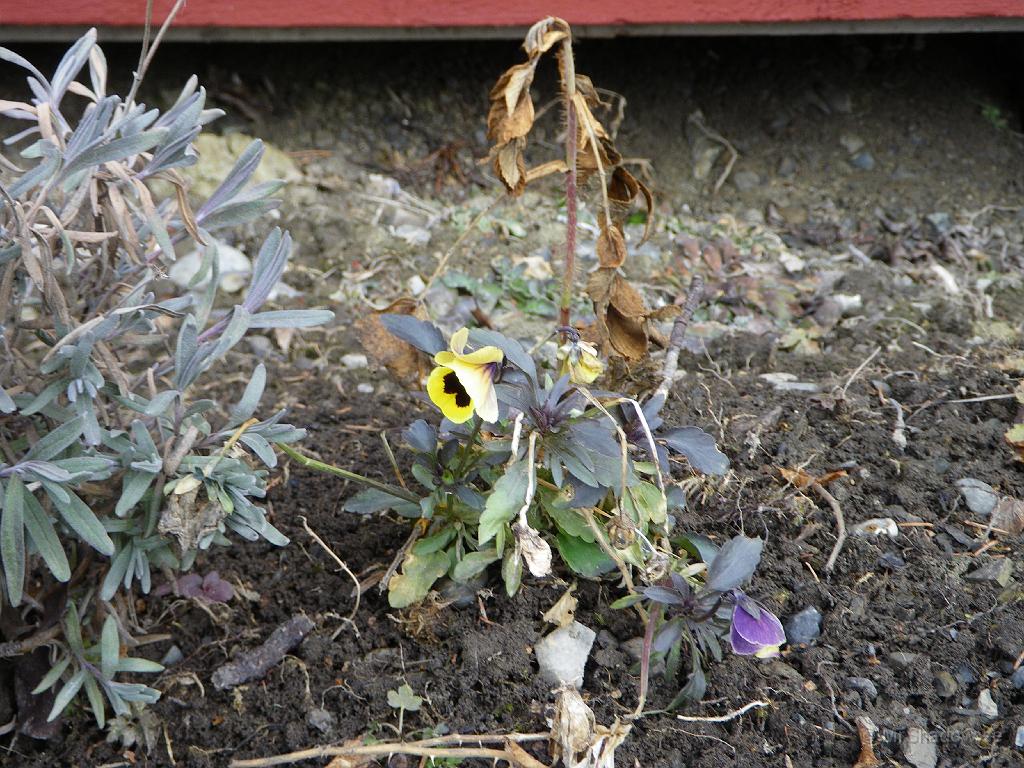 IMGP0724.JPG - Jo denna blomma som tudligen övervintrat