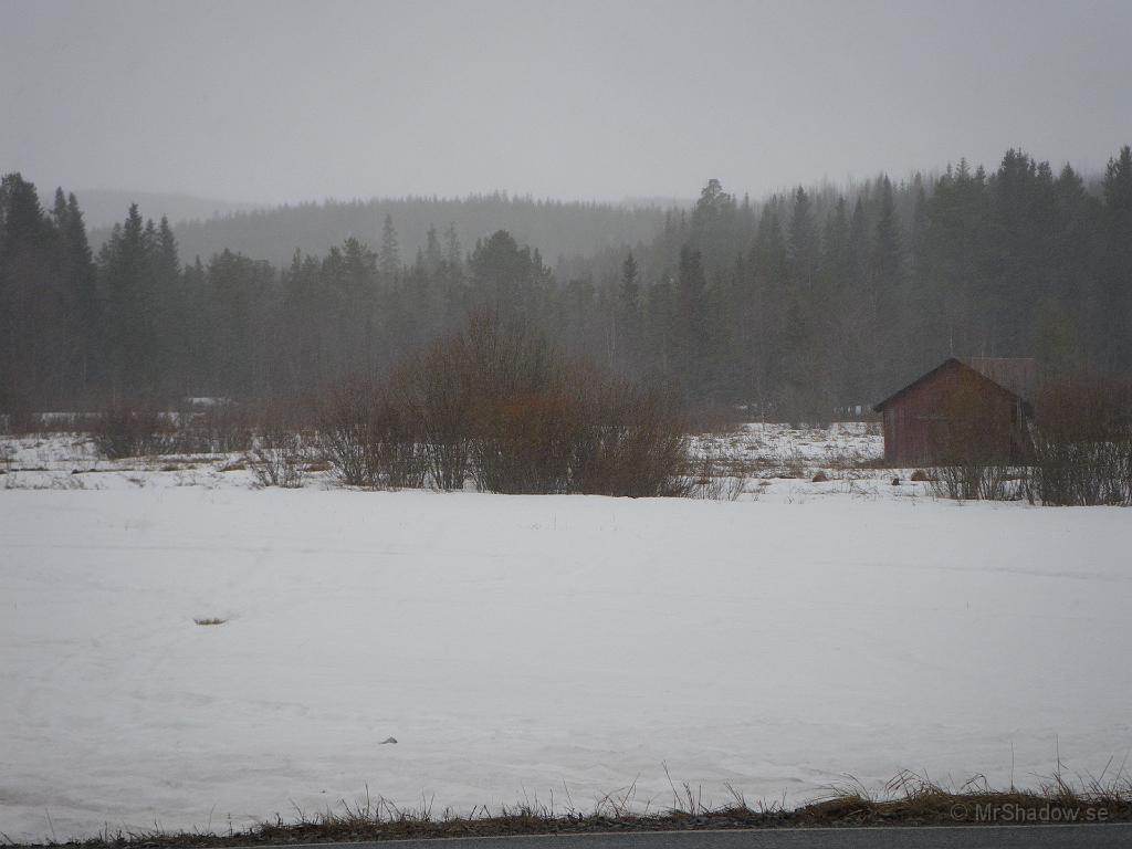 IMGP0730.JPG - Kanske denna vinters sista snöstorm