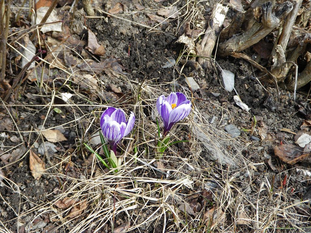 IMGP0742.JPG - Mitt i allt så "hittar" vi några vårblommor vid farstukvisten