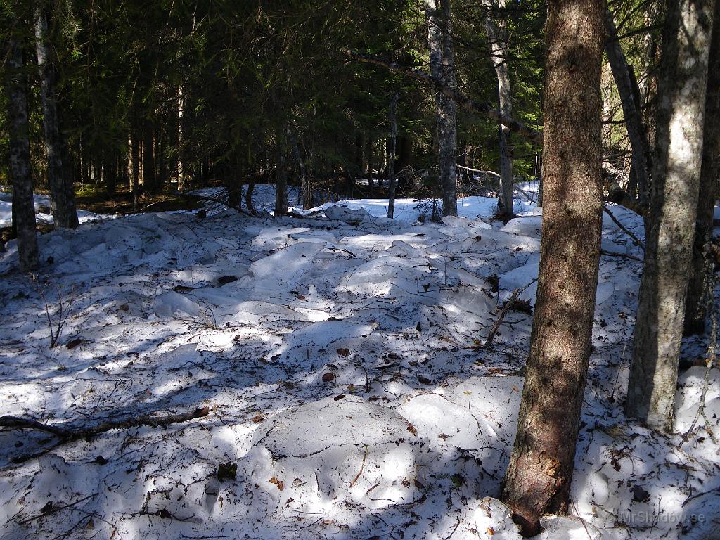 IMGP0755.JPG - På bilden kanske det inte syns så bra, men en bit inne i skogen 5 -10 m från ånkanten var det stora isblock som tryckts upp