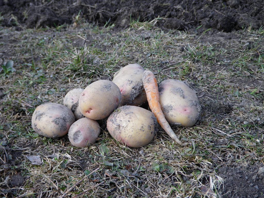 IMGP0762.JPG - Fast det gav lite resultat det arbetet. Hittade lite påtatis och en morot nere i jorden. Moroten smakade utsökt och det var inget större fel på potatisen heller. Kokade de hela potatisarna till middagsmat den dan :-)
