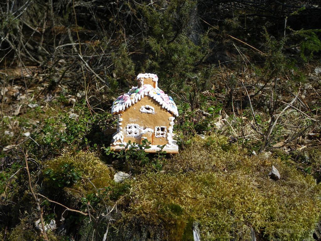 IMGP0781.JPG - Hittade deras hus väl dolt.. på en stubbe