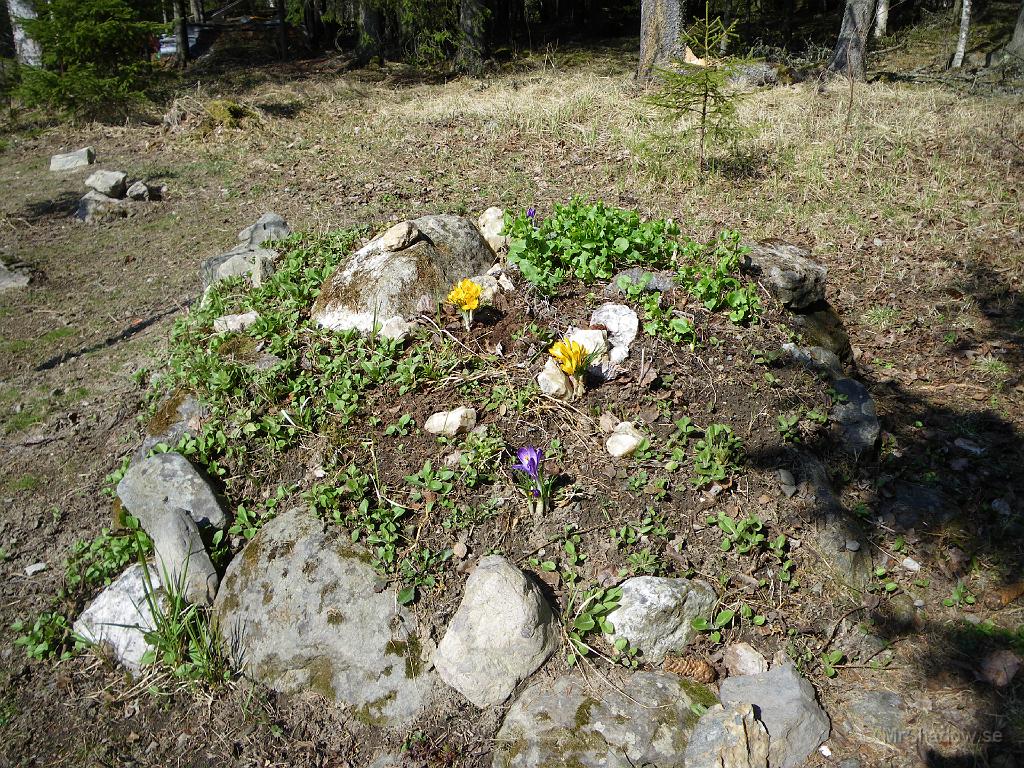 IMGP0784.JPG - Det växer i odlingarna. Här är det krokus som kommit upp i rabatten i stenröset.