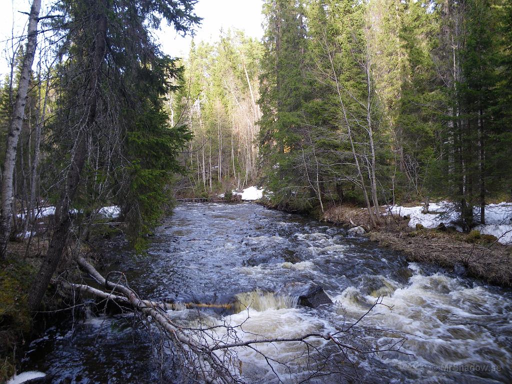 IMGP0790.JPG - Vårflod ordentligt i Åringsån. Det finns fortfarande en del snö kvar och det är blött i skogen. På en del ställen smärre sjöar...