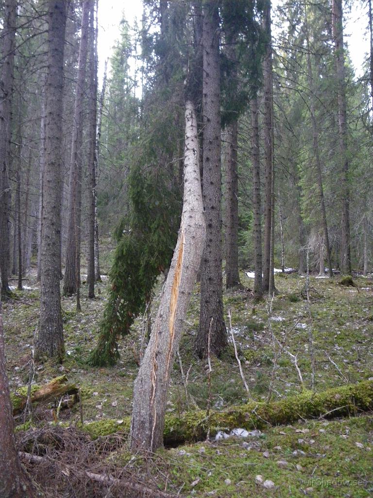 IMGP0792.JPG - Fotat denna gran tidigare också, men nu syns det väl vilka krafter det varit som splittrat en 15 cm tvock gran