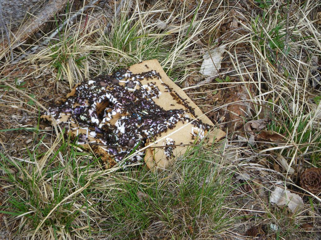 IMGP0852.JPG - Vättarnas hus har rasat in.. Det är våldgästande som underminerat konstruktionen