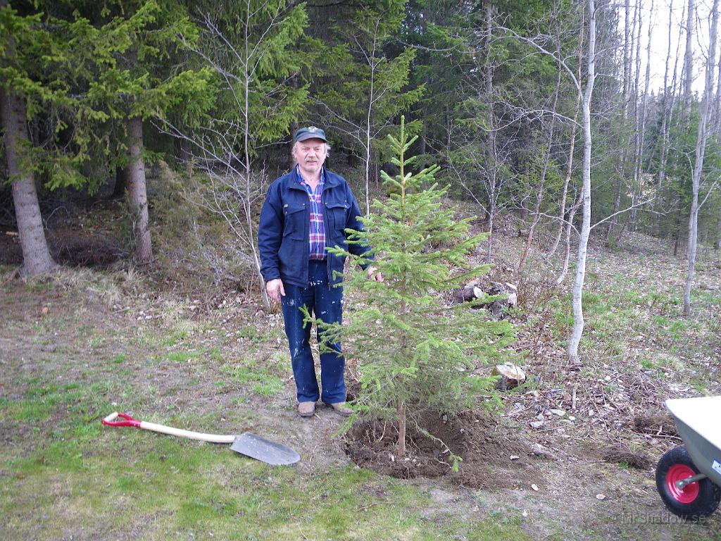 IMGP0871.JPG - Inte för att jag är så stor men granen är inte mycket större. Farmor höll i kameran