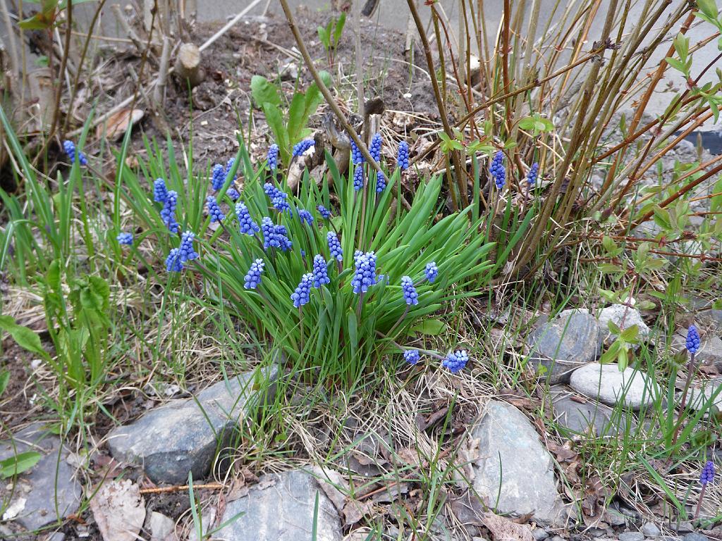 IMGP0923.JPG - Pärlhyasinter heter visst de där som växer vid  en av syrenbuskarna framför huset