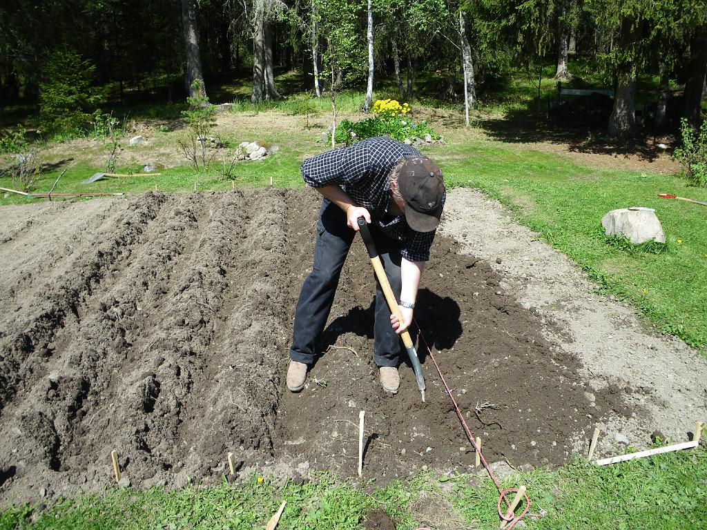 IMGP0994.JPG - Slottsägarn får sedan själv med handkraft gräva "diken" för potatisen. Drygt 8kg sättpotatis stoppades ner i myllan. Det fanns lite från höstens egna skörd som åter stoppades ner.Nu börjar spänningen över hur utfallet blir...