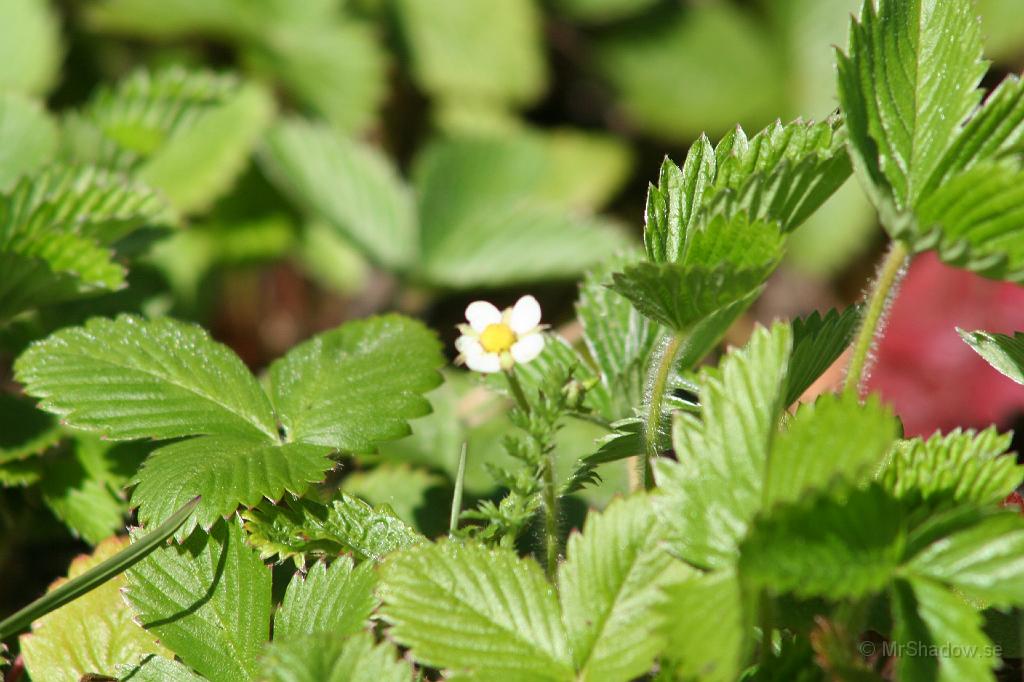 IMG_4458.JPG - Liten miss i skärpan ser jag, men det är första blomman i smultronplantagen.