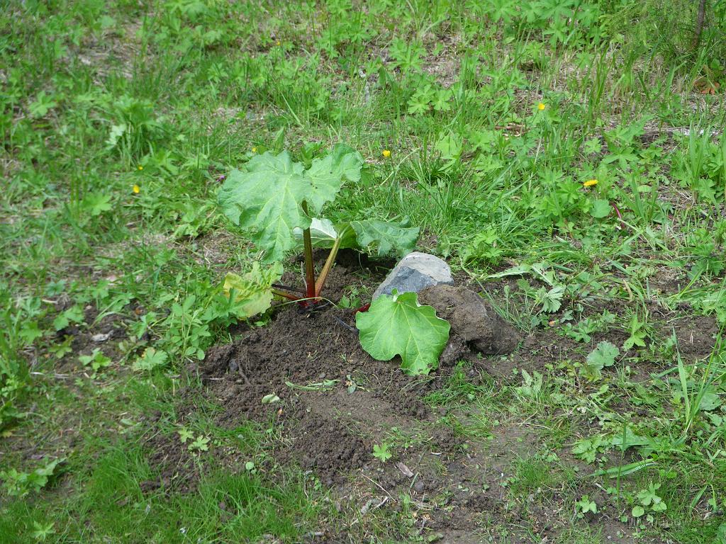 IMGP1075.JPG - Trädgårdsförvaltningen hade lagt rabarber på lite rabarber.. Dessa knölar är nu nerbäddade i slåttsparken och förhoppningsvis så kanske det blir lite rabarberpaj..