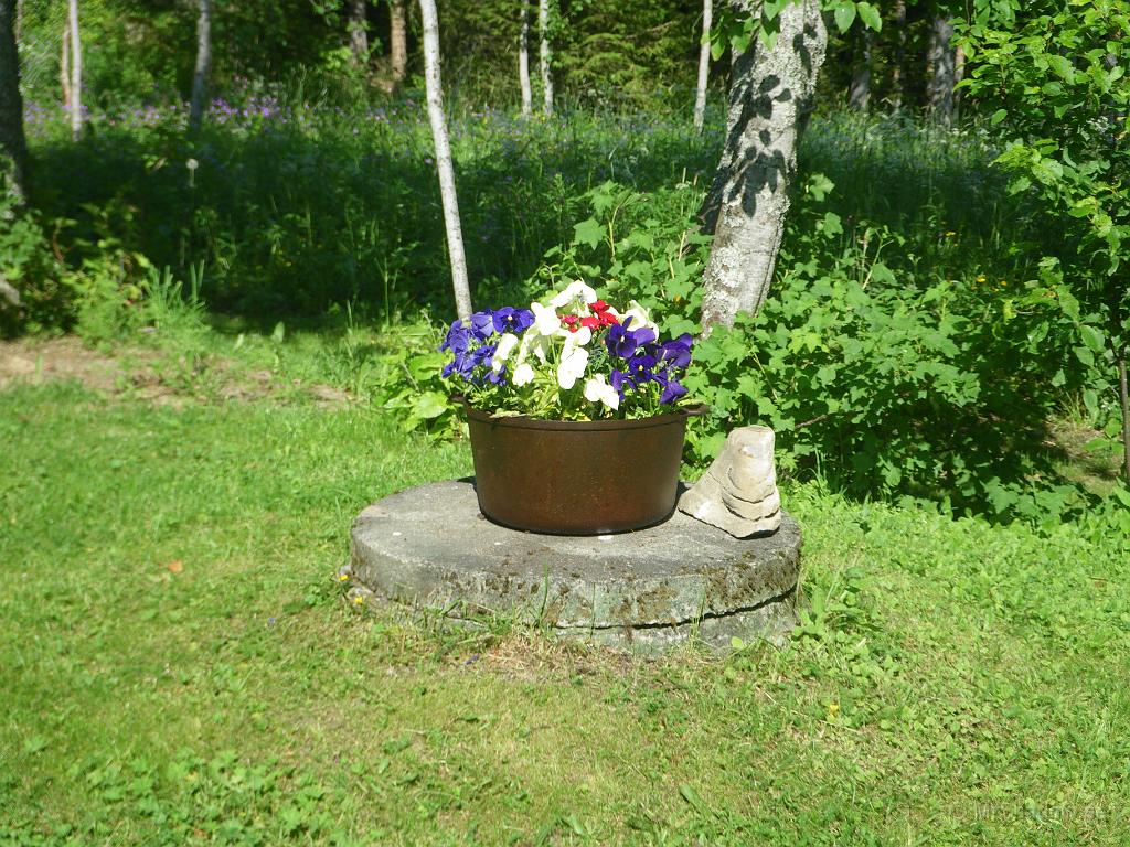 IMGP1345.JPG - Den gamla trasiga järngrytan har nu fått ny användning. Parkförvaltningen (farmor) smorde in den med parafinolja och satte en massa blommor. Snyggt