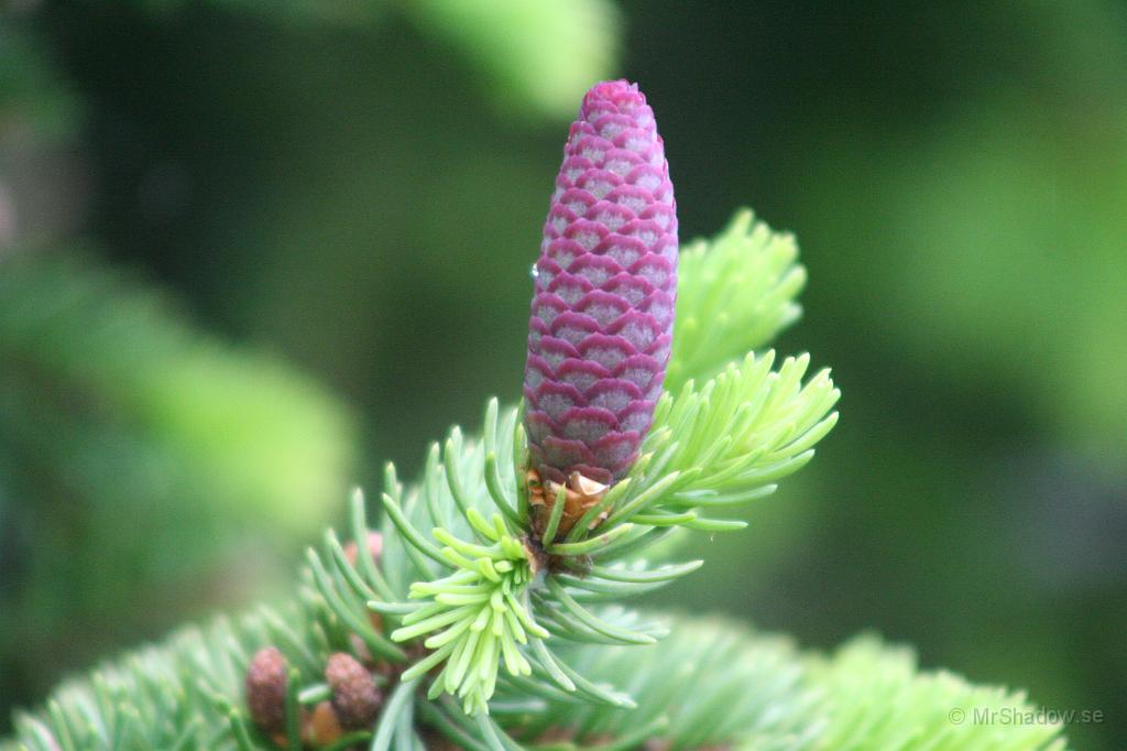 IMG_4526.JPG - Nu är snart granens blommor kottar, de börjar mörkna i färgen och snart är de bruna.