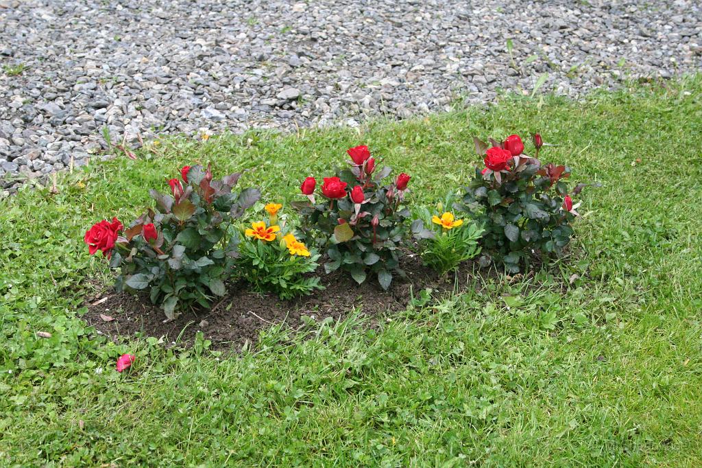 IMG_4531.JPG - Rosenrabatten lyser upp lite. Parkförvaltningen kompletterade med ett par Tagetes också. De sägs ta bort vissa kusar och så ger det lite mer färg också.