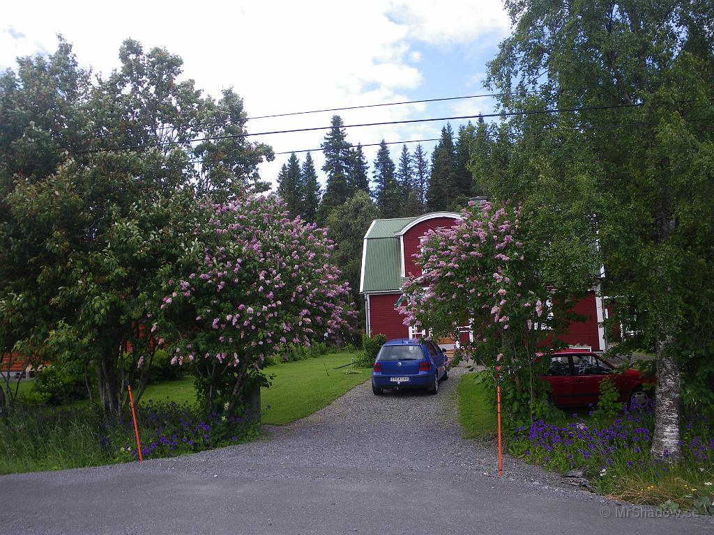 IMGP1439.JPG - Syrenerna vid vägen blommar och diket är fullt med blå blommor. Ganska vackert.