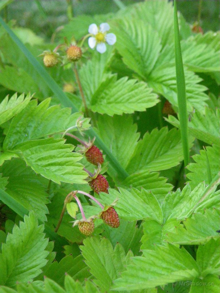 IMGP1477.JPG - Det blir nog fler skördar.. då det fortfarande blommar