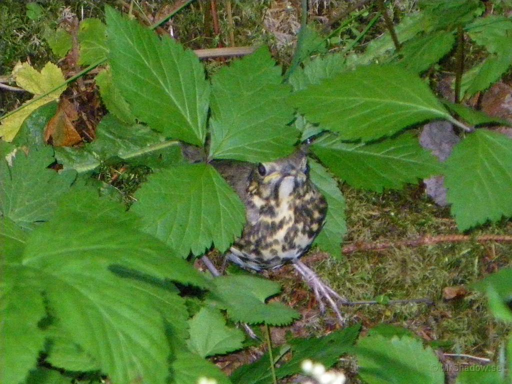 IMGP1517.JPG - Känner bara till några fåglar som inte kan flyga och det är emu och struts. Denna trastunge flög inte iväg, så det måste vara en struts...